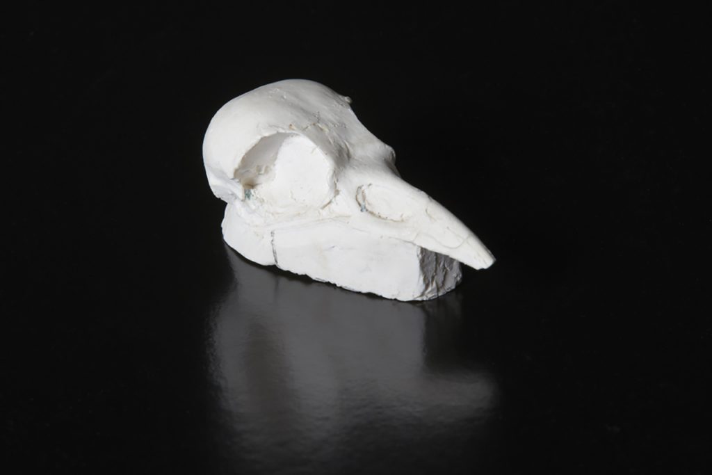 White plaster sculpture of a hen's skull.