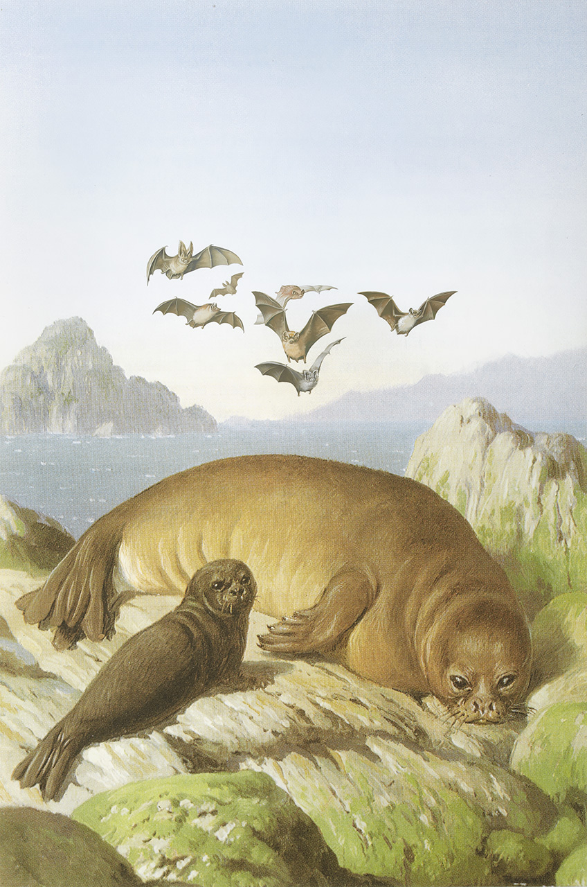 Two seals lying on top of some rocks covered in seaweed. In the background is the sea and many bats flying through the sky.
