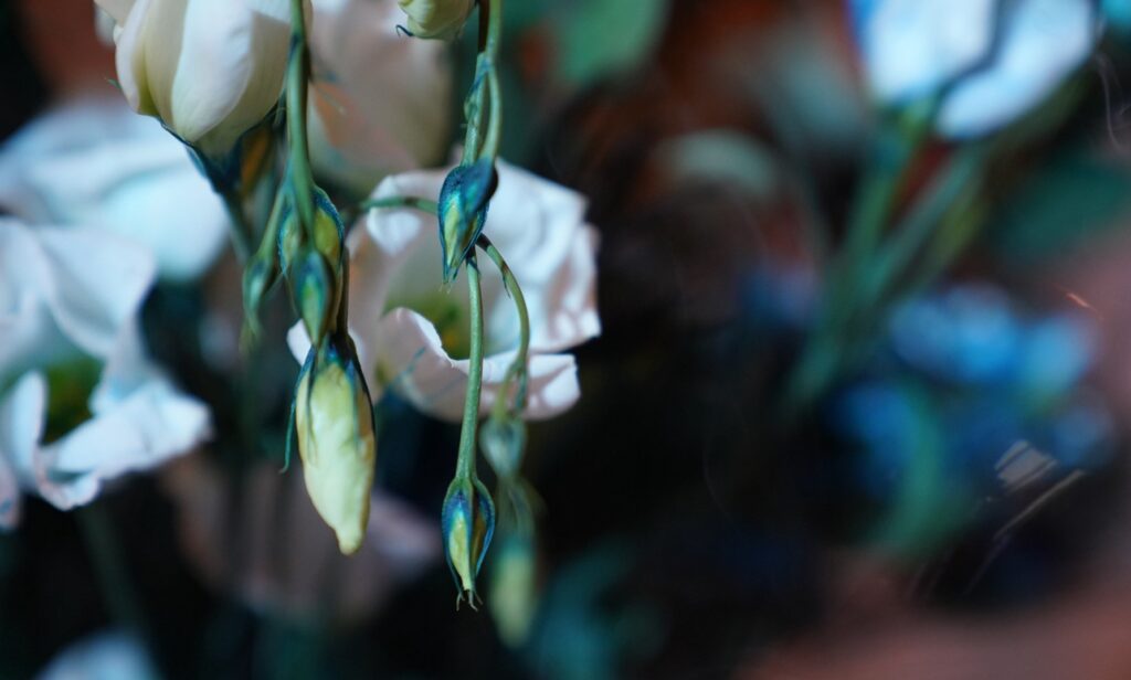 An image of flowers in a vase. Dyes slightly blue, they have yet to blossom. Behind and out of focus, other white petal flowers have blossomed.