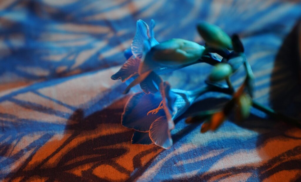 A flower plant rests on table cloth. The plant and the tablecloth are blue cast with orange light.